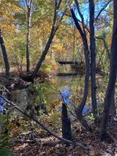 Davidson Park woodland scene